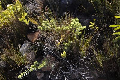 Rafnia acuminata, photographed by Tony Rebelo