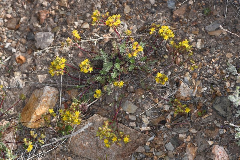 Potentilla webberi, photographed by Trevor Van Loon