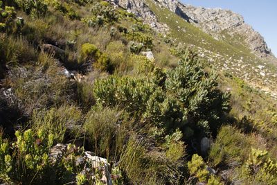 Leucadendron sessile, photographed by Tony Rebelo