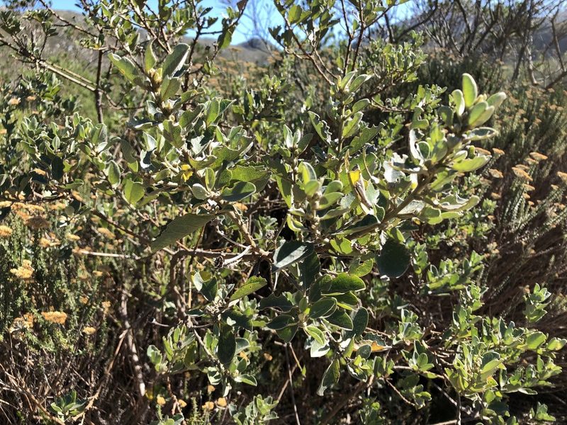 Podalyria calyptrata, photographed by Caroline Voget