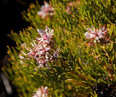 Serruria ascendens, photographed by Tony Rebelo