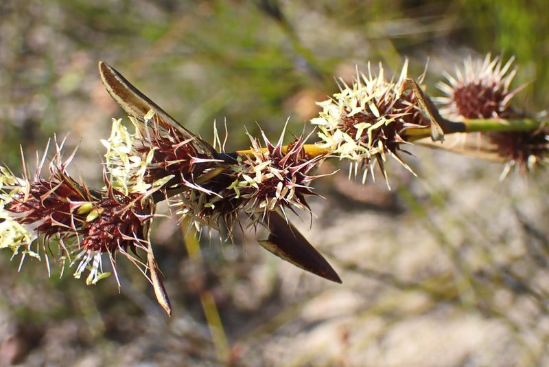 Hypodiscus aristatus, photographed by Di Turner