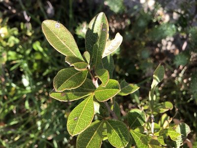 Searsia laevigata, photographed by Caroline Voget