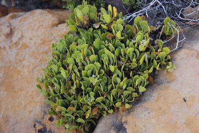 Centella triloba, photographed by Tony Rebelo