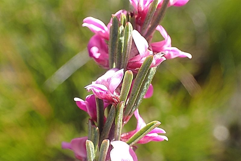 Indigofera pappei, photographed by Di Turner