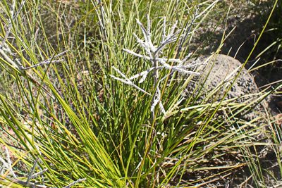 Lanaria lanata, photographed by Di Turner