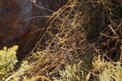 Cassytha ciliolata, photographed by Tony Rebelo