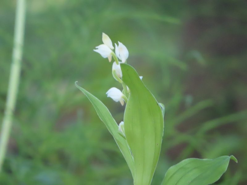 Cephalanthera erecta, photographed by mami_t_t