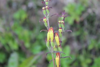 Neobartsia camporum, photographed by Michael A. Alcorn