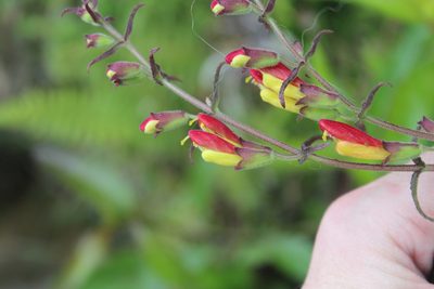 Neobartsia camporum, photographed by Michael A. Alcorn