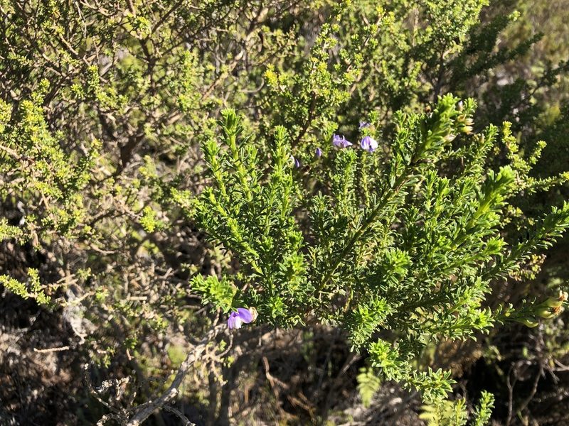 Psoralea aculeata, photographed by Caroline Voget