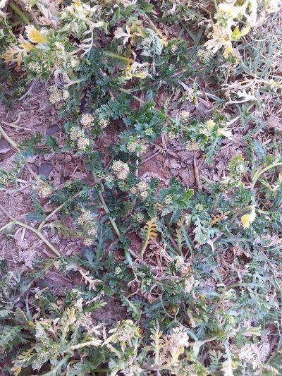 Lepidium meyenii, photographed by Humber Alberto
