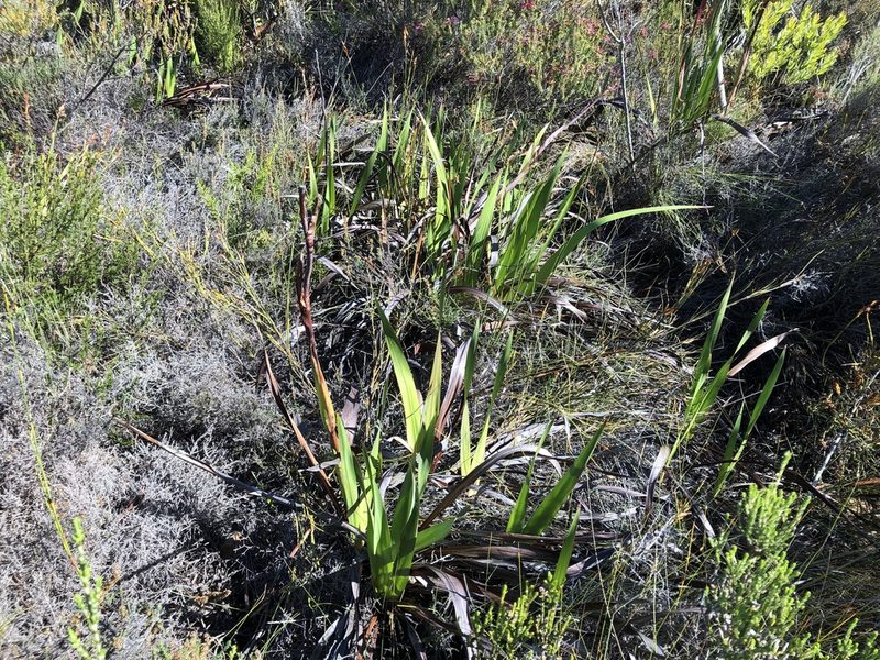 Watsonia tabularis, photographed by Caroline Voget