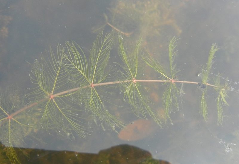 Myriophyllum verticillatum, photographed by Jon Mortin
