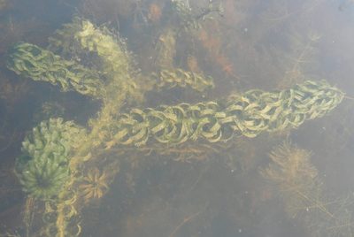 Lagarosiphon major, photographed by Jon Mortin