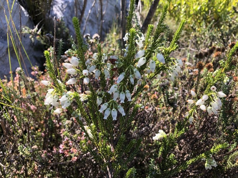 Erica physodes, photographed by Caroline Voget