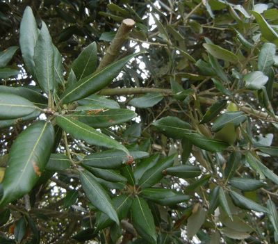 Quercus ilex, photographed by Jon Mortin