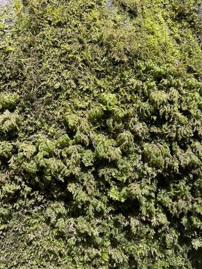 Thamnobryum subserratum, photographed by Brandon Corder