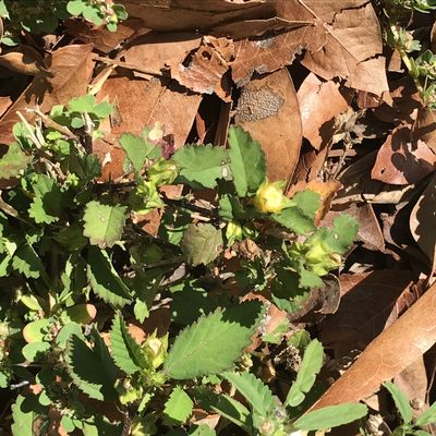 Sida ulmifolia, photographed by Laurie Brooks