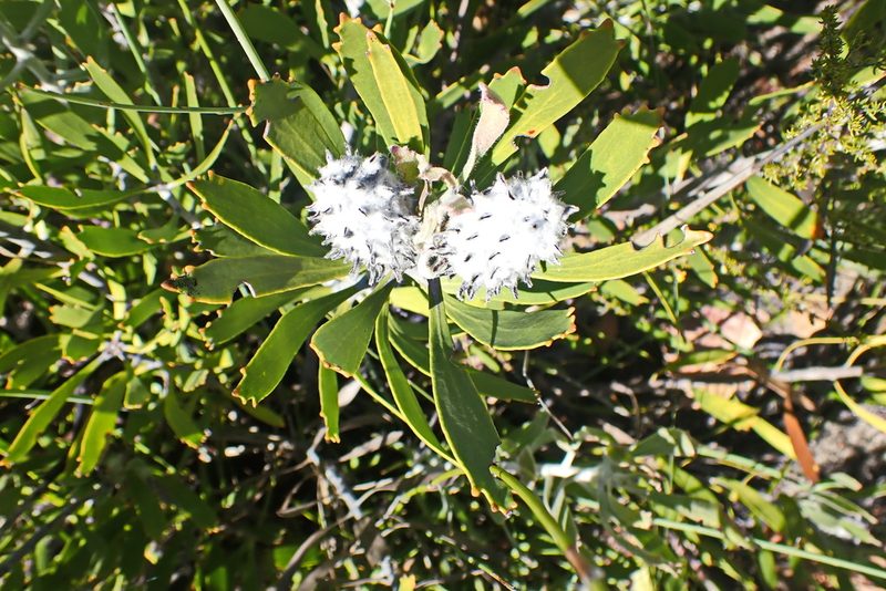Leucospermum cuneiforme, photographed by Di Turner