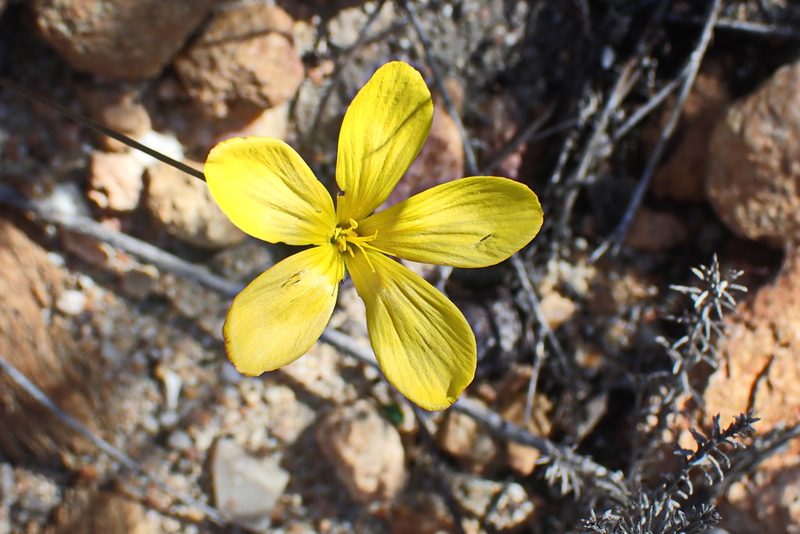 Linum africanum, photographed by Di Turner