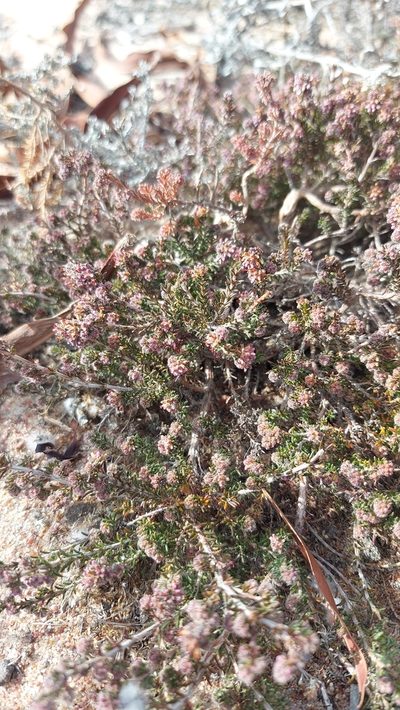 Agathosma corymbosa, photographed by Jacques van der Merwe