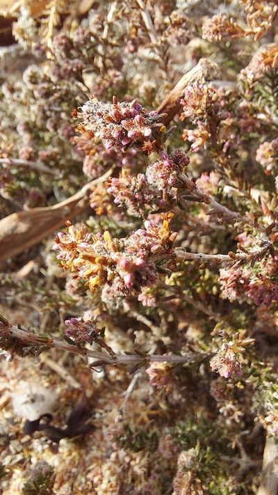 Agathosma corymbosa, photographed by Jacques van der Merwe