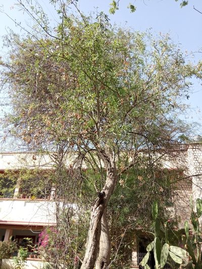Tecomella undulata, photographed by Devendra Kumar Gurjar