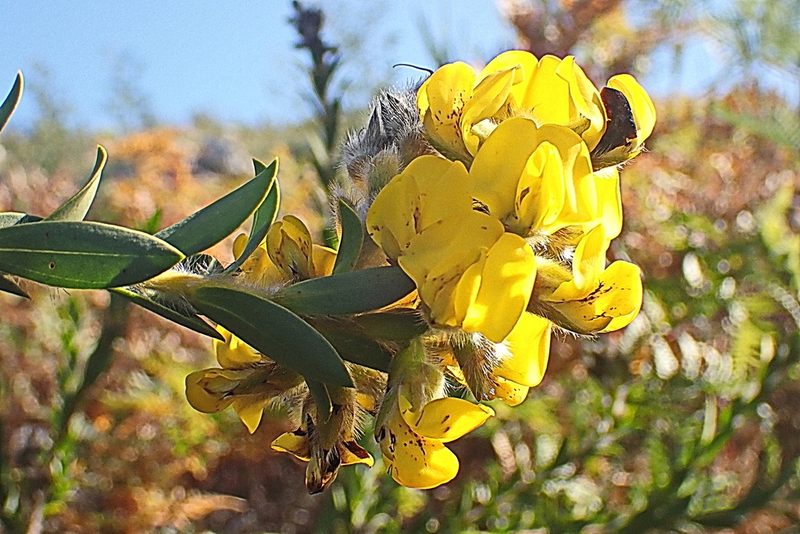 Liparia hirsuta, photographed by Di Turner