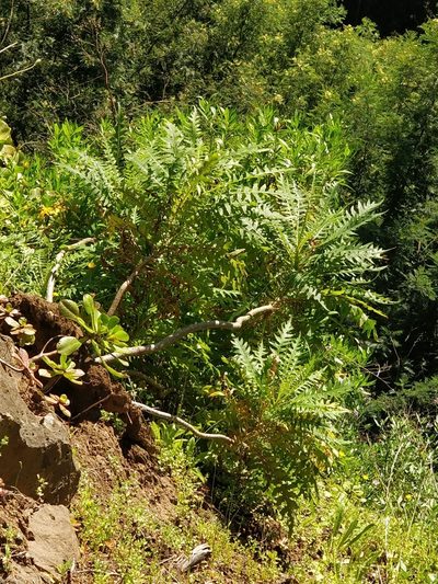 Sonchus pinnatus, photographed by Vítor Jorge