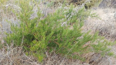 Asparagus lignosus, photographed by Jacques van der Merwe