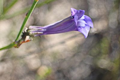 Lobelia linearis, photographed by Di Turner