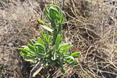 Lobostemon marlothii, photographed by Di Turner