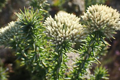 Metalasia acuta, photographed by Di Turner