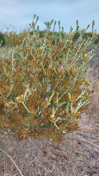 Stoebe nervigera, photographed by Jacques van der Merwe