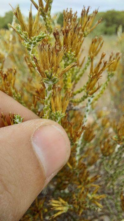 Stoebe nervigera, photographed by Jacques van der Merwe