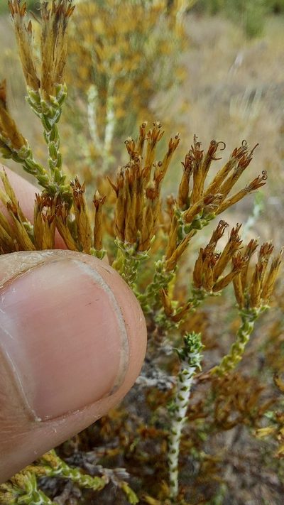Stoebe nervigera, photographed by Jacques van der Merwe
