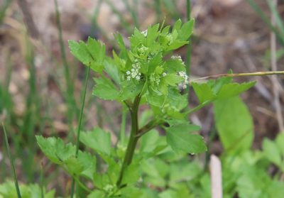Apium graveolens, photographed by Millie Basden