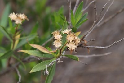 Baccharis salicifolia, photographed by Millie Basden