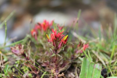 Castilleja pumila, photographed by Michael A. Alcorn