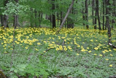 Doronicum orientale, photographed by Марина Садыкова