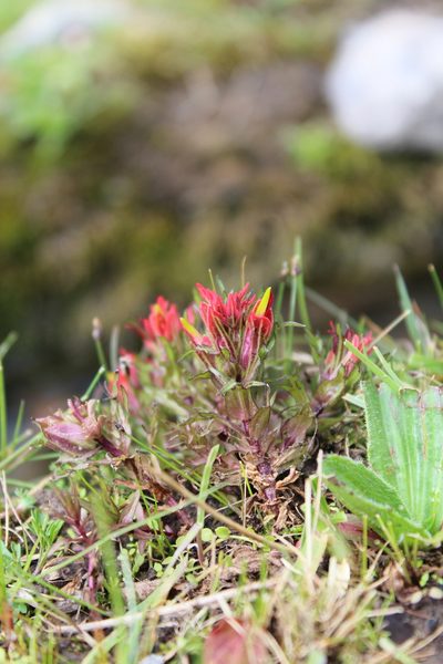 Castilleja pumila, photographed by Michael A. Alcorn