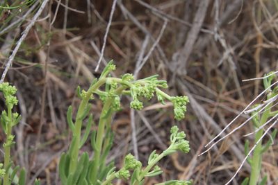 Dudleya edulis, photographed by Millie Basden