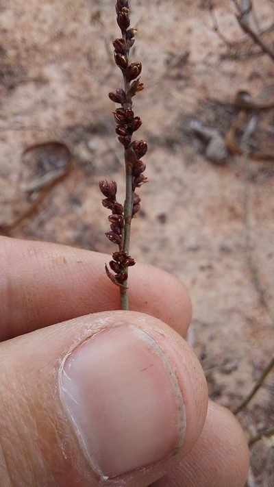 Elegia recta, photographed by Jacques van der Merwe