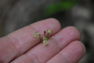 Luzula forsteri, photographed by Марина Садыкова
