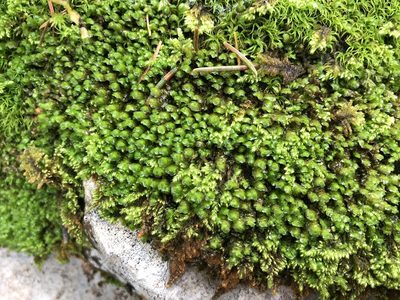 Scapania aspera, photographed by Jason Grant