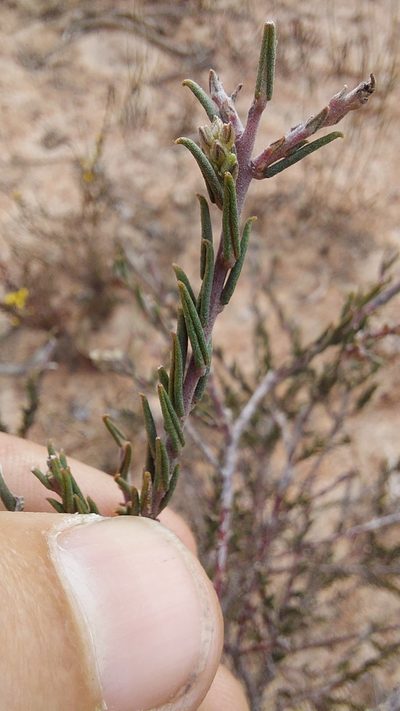 Phylica strigulosa, photographed by Jacques van der Merwe