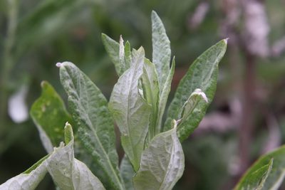Artemisia douglasiana