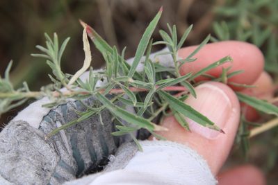 Epilobium canum, photographed by Millie Basden