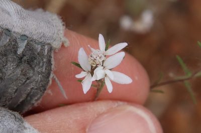 Osmadenia tenella, photographed by Millie Basden